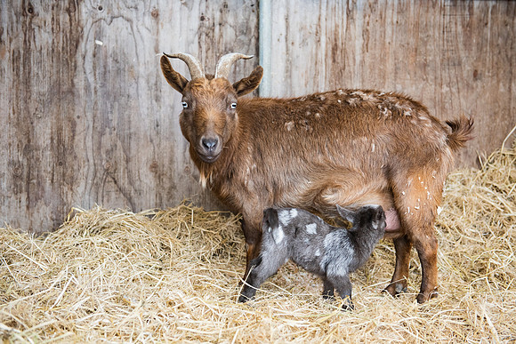 BabyGoats_LR_2023_24