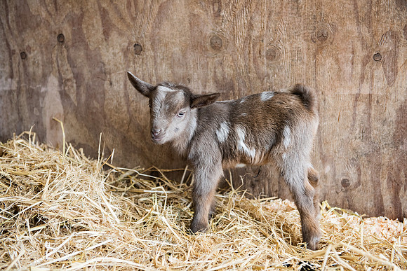 BabyGoats_LR_2023_25