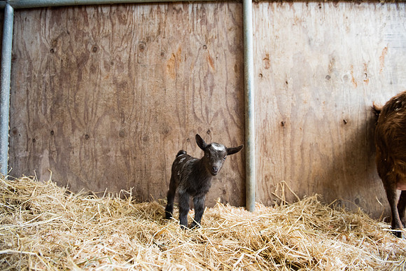 BabyGoats_LR_2023_26