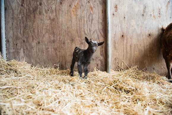 BabyGoats_LR_2023_27