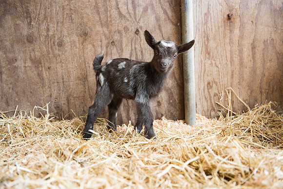 BabyGoats_LR_2023_28
