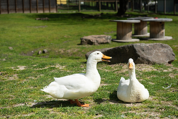 DucksGeese_LR_2023_01