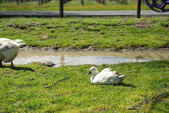 DucksGeese_LR_2023_02