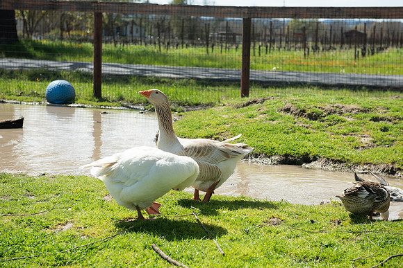 DucksGeese_LR_2023_03