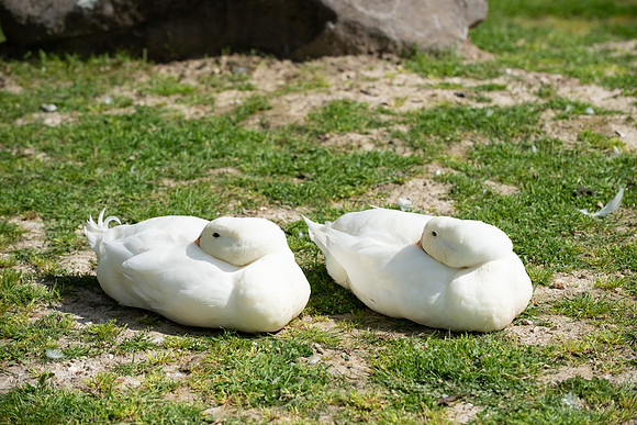 DucksGeese_LR_2023_04
