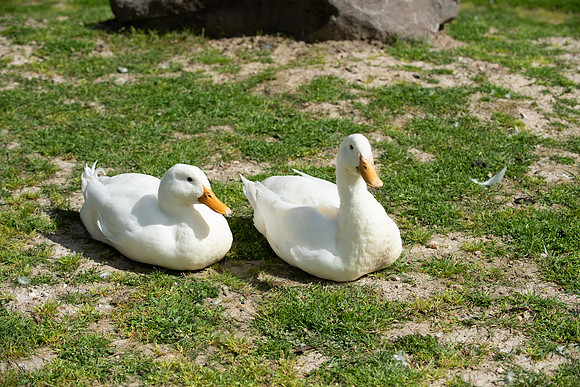 DucksGeese_LR_2023_05