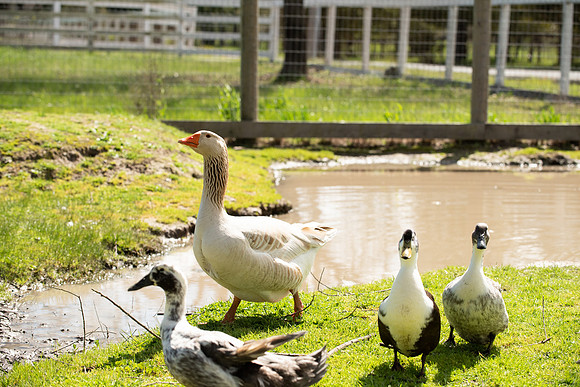 DucksGeese_LR_2023_06