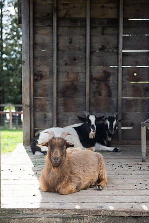 GoatFriends_LR_2023_01