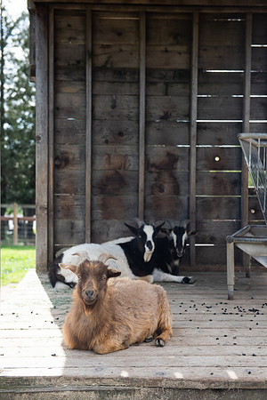 GoatFriends_LR_2023_02