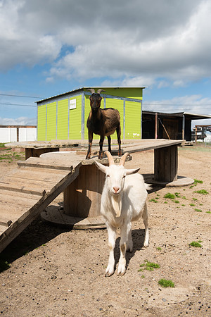 GoatFriends_LR_2023_03