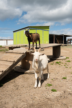 GoatFriends_LR_2023_04