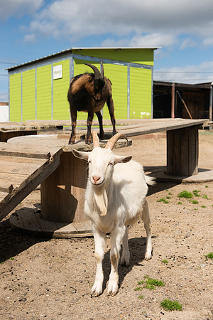 GoatFriends_LR_2023_05