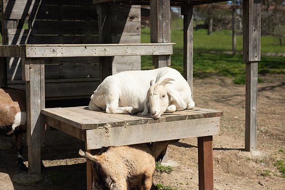 GoatFriends_LR_2023_06