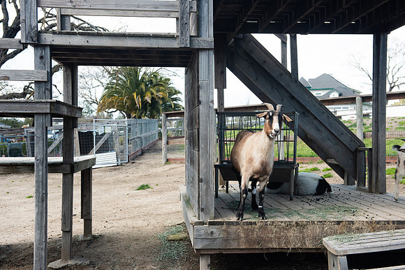 GoatFriends_LR_2023_07
