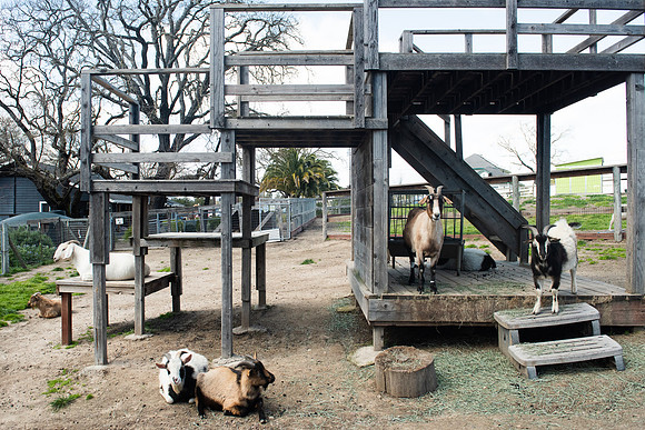GoatFriends_LR_2023_08