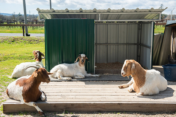 GoatFriends_LR_2023_09