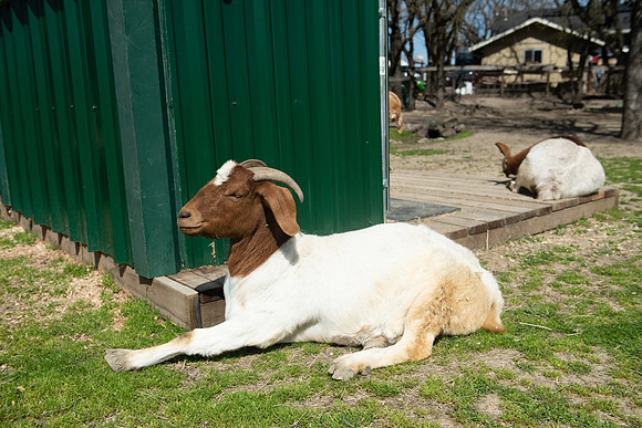 GoatFriends_LR_2023_10