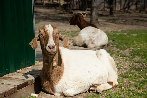 GoatFriends_LR_2023_11