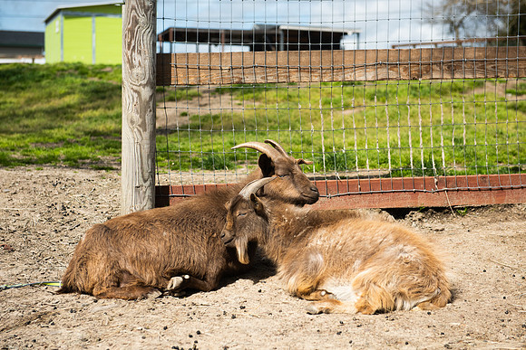 GoatFriends_LR_2023_12