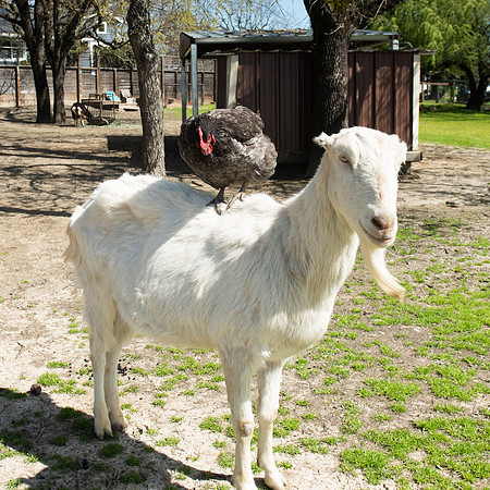 GoatFriends_LR_2023_14