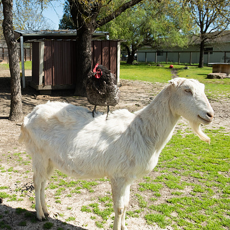GoatFriends_LR_2023_13