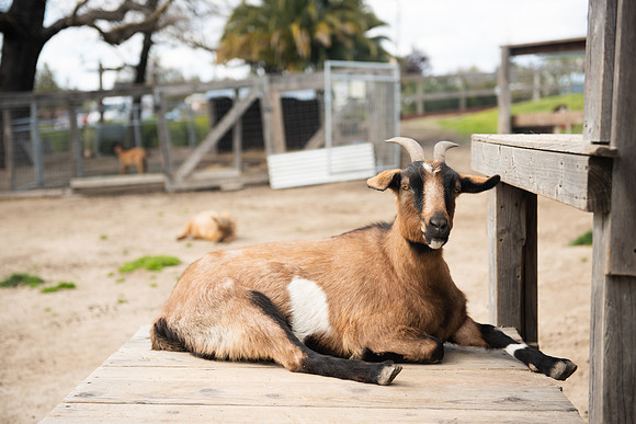 Goats_LR_2023_01