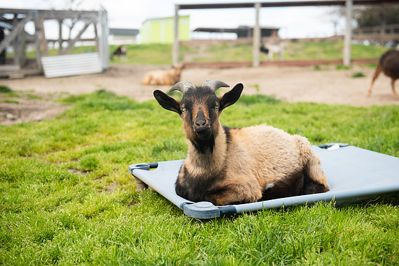 Goats_LR_2023_02