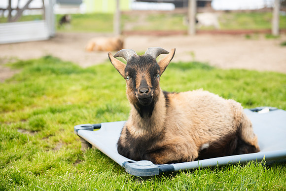Goats_LR_2023_03