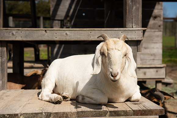 Goats_LR_2023_04