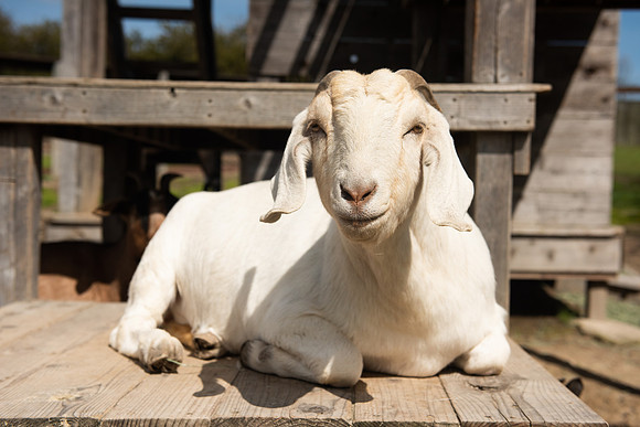 Goats_LR_2023_05