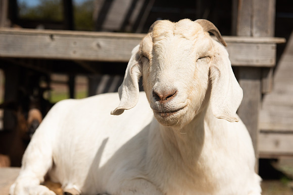 Goats_LR_2023_06