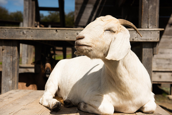 Goats_LR_2023_07