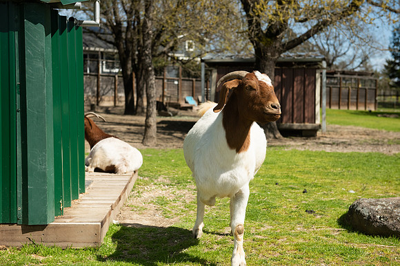 Goats_LR_2023_08
