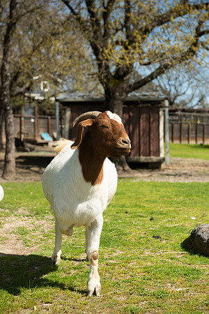 Goats_LR_2023_09