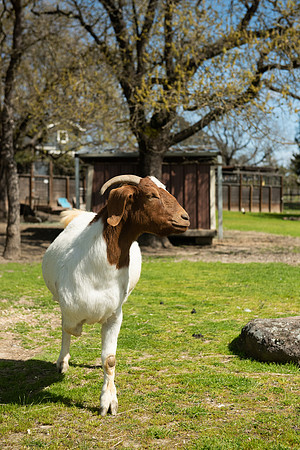 Goats_LR_2023_10