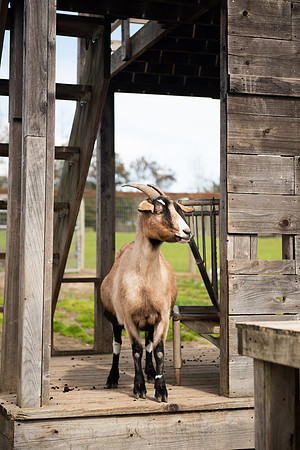 Goats_LR_2023_11