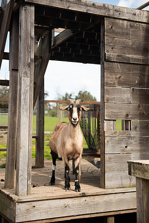 Goats_LR_2023_12