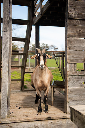Goats_LR_2023_13