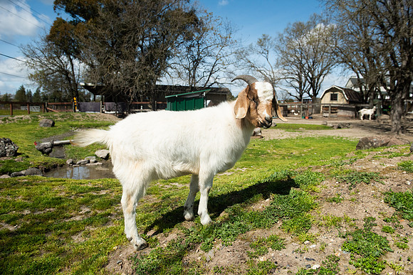 Goats_LR_2023_15