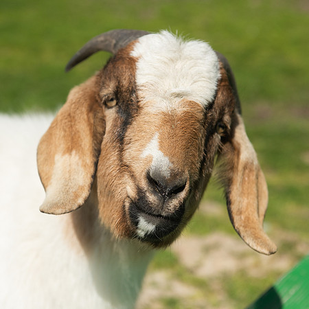 Goats_LR_2023_16