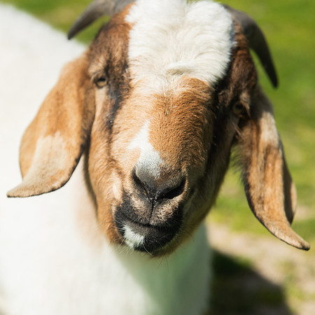 Goats_LR_2023_17