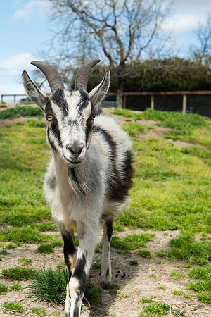 Goats_LR_2023_21