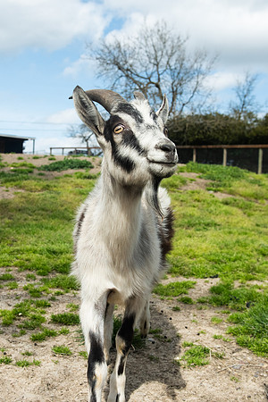 Goats_LR_2023_22