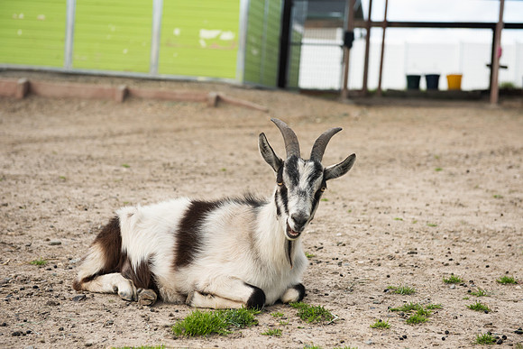 Goats_LR_2023_20