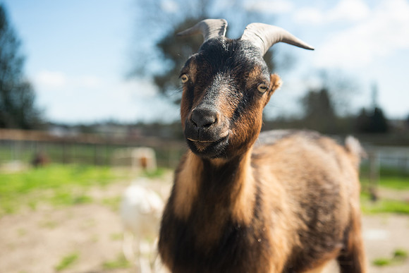 Goats_LR_2023_23