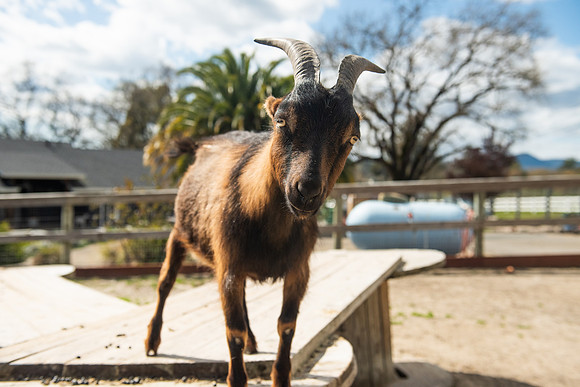 Goats_LR_2023_25