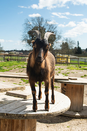Goats_LR_2023_24