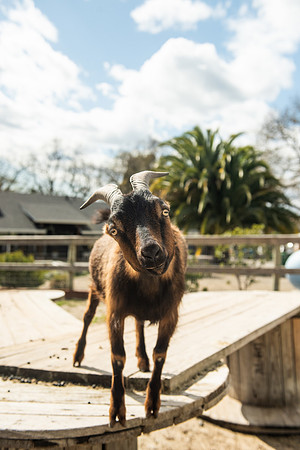 Goats_LR_2023_26