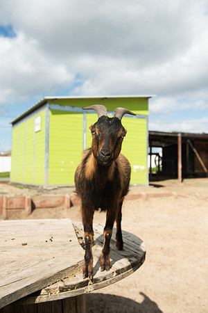 Goats_LR_2023_27