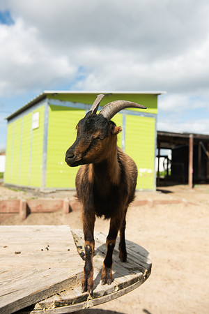Goats_LR_2023_28